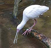  African Spoonbill