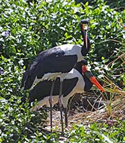 Picture/image of Saddlebill