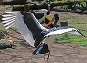 Picture/image of Saddlebill