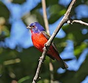 Painted Bunting