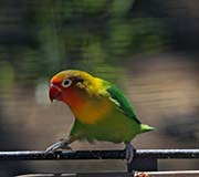 Fischer's Lovebird