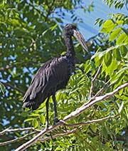  African Openbill