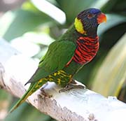 Rainbow Lorikeet