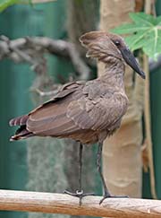  Hamerkop