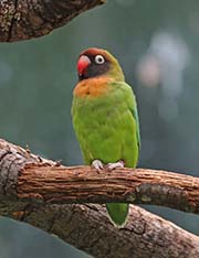 Black-cheeked Lovebird