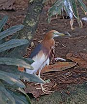  Javan Pond-Heron