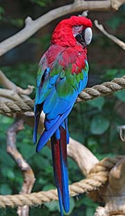 Red-and-green Macaw