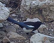 Picture/image of Black-billed Magpie