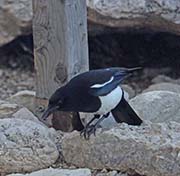 Picture/image of Black-billed Magpie