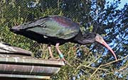  Northern Bald Ibis