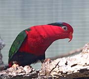 Papuan Lorikeet