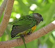 Senegal Parrot