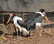 Picture/image of Saddlebill