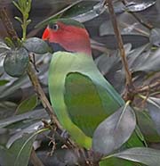 Long-tailed Parakeet