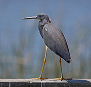  Little Blue Heron