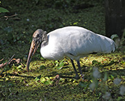  Wood Stork