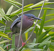  Green Heron