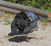 Leaf Lorikeet