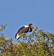 Picture/image of Saddlebill