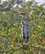  Grey Heron