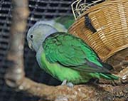 Grey-headed Lovebird