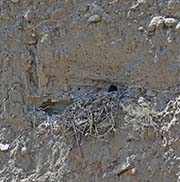 Picture/image of Common Raven