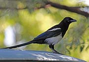 Picture/image of Black-billed Magpie