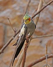 Cockatiel