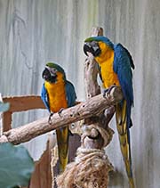 Blue-and-yellow Macaw