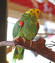 Yellow-headed Amazon