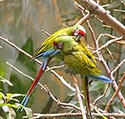 Military Macaw