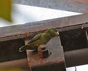 Spectacled Parrotlet