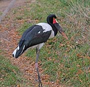 Picture/image of Saddlebill