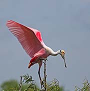  Roseate Spoonbill