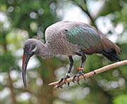  Hadada Ibis