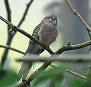 Bourke's Parrot