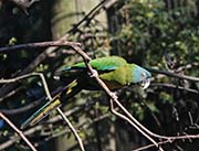 Blue-headed Macaw