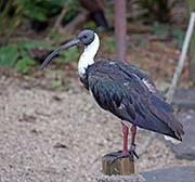  Straw-necked Ibis