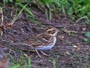 Rustic Bunting