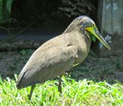 Bare-throated Tiger-heron