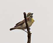 Dickcissel