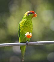 Iris Lorikeet