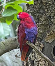 Eclectus Parrot