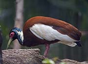  Madagascar Crested Ibis