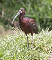  White-faced Ibis