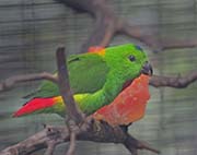 Blue-crowned Hanging Parrot