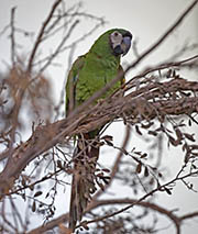 Chestnut-fronted Macaw