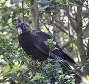 Black Parrot