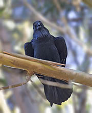 Picture/image of Common Raven