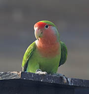 Rosy-faced Lovebird